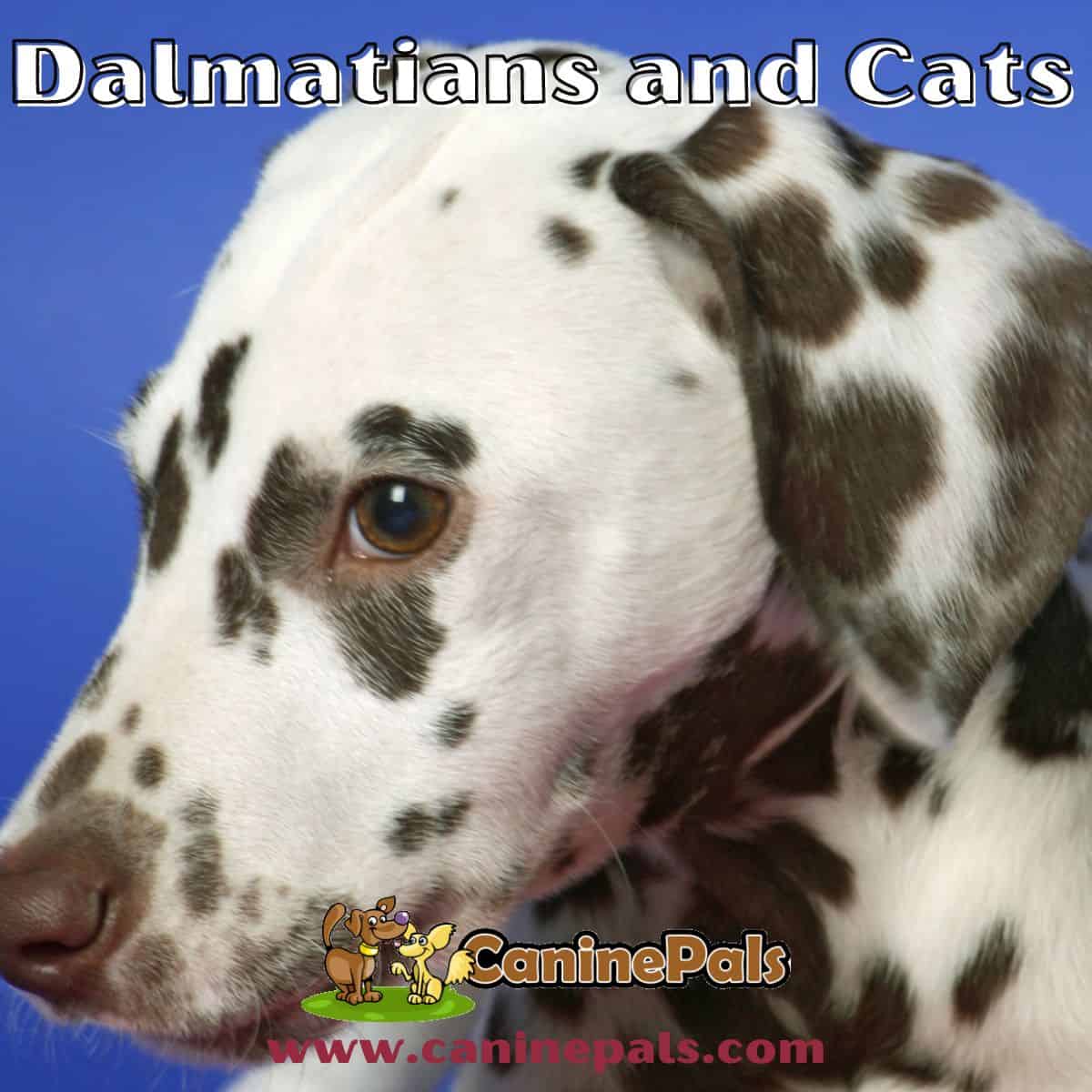 Dalmatians and Cats