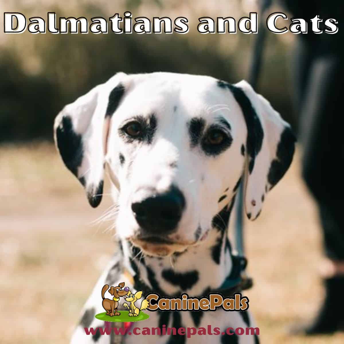 Dalmatians and Cats