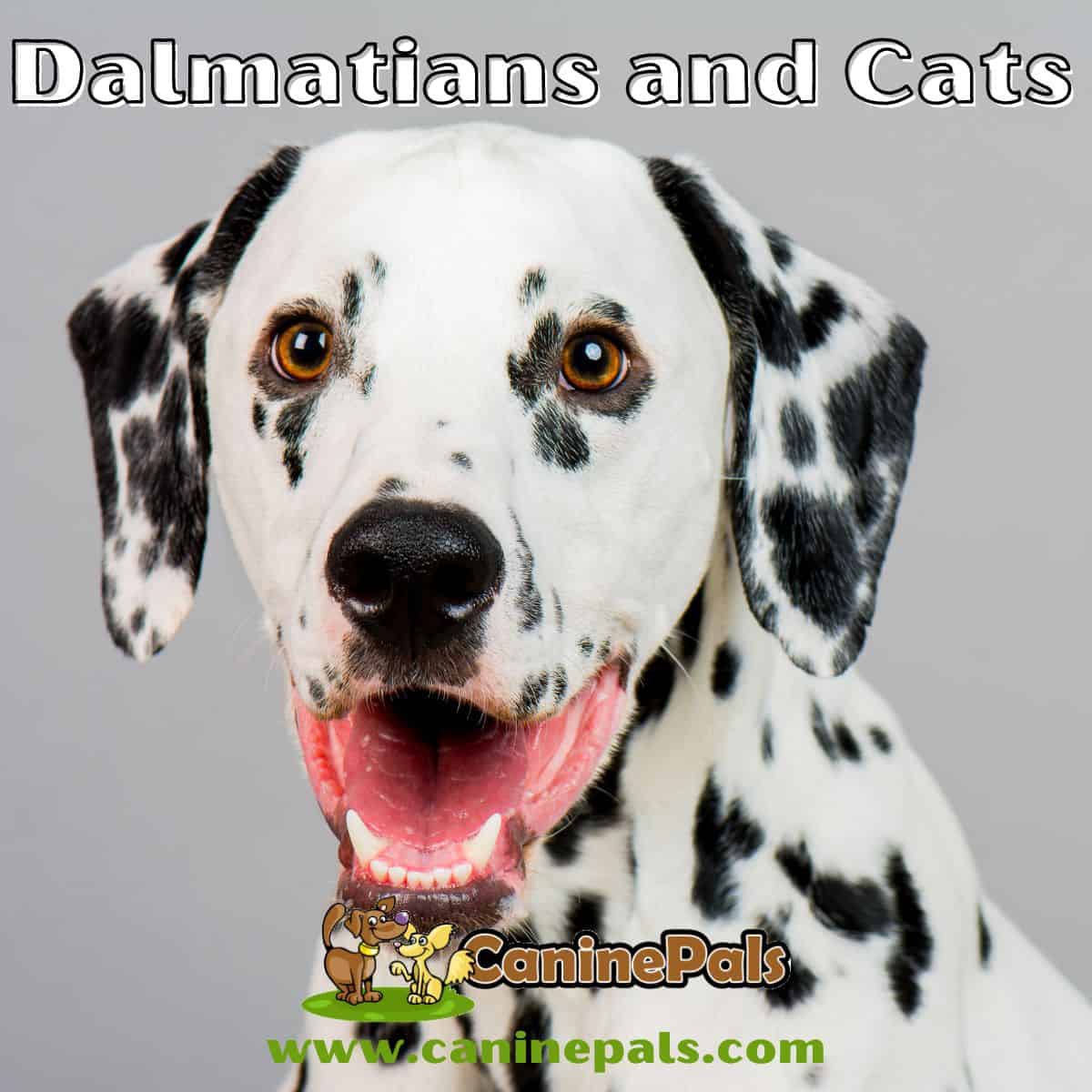 Dalmatians and Cats