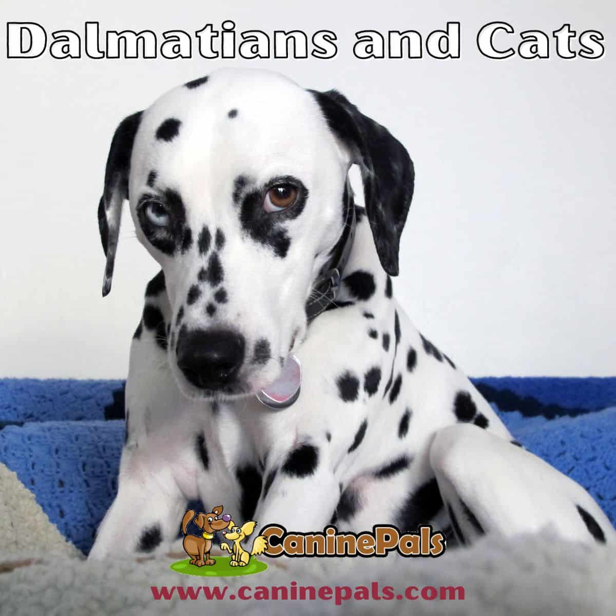 Dalmatian Puppy