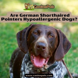 Are German Shorthaired Pointers Hypoallergenic Dogs?