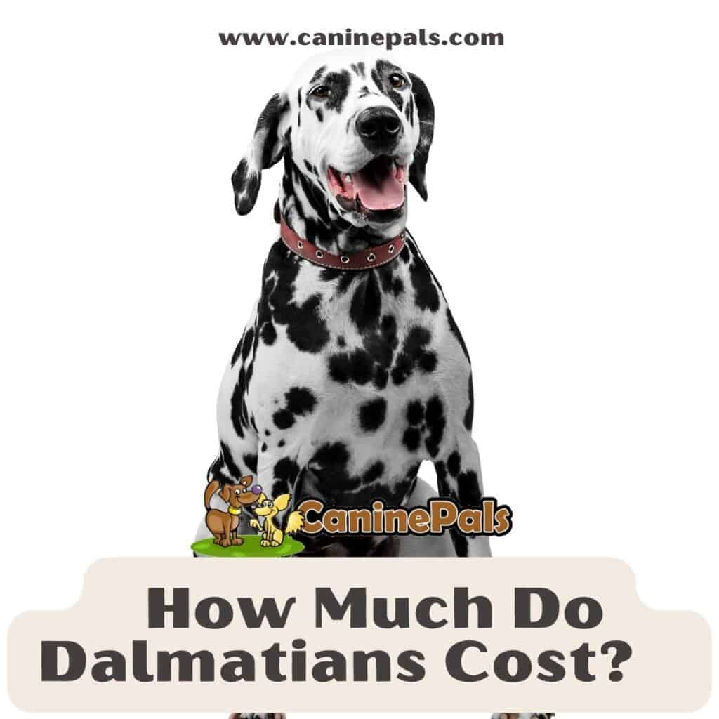 How Much Are Dalmatian Dogs? Costs Involved In Owning One Canine Pals