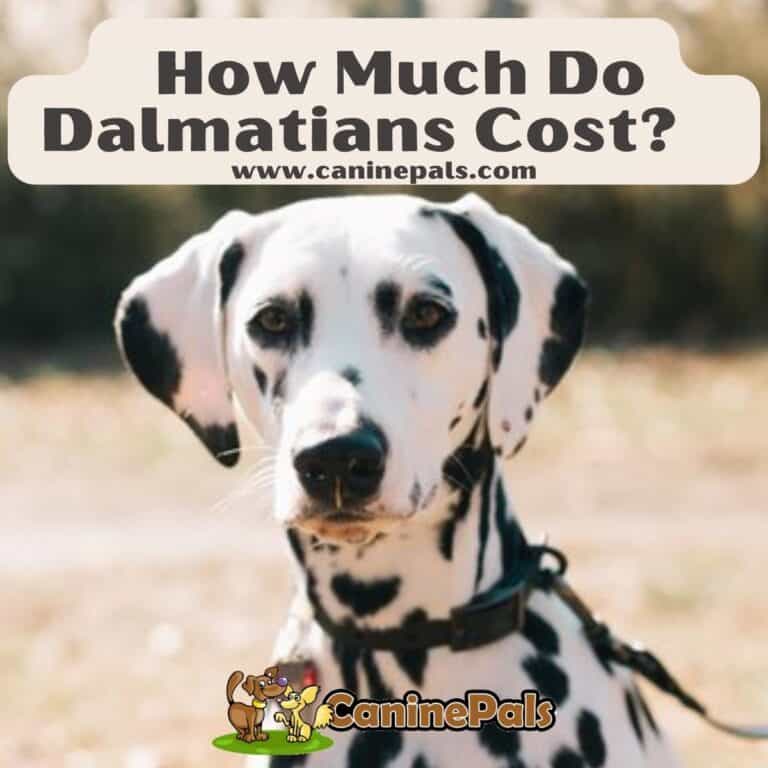 How Much Do Dalmatians Cost? Costs Involved In Owning One Canine Pals