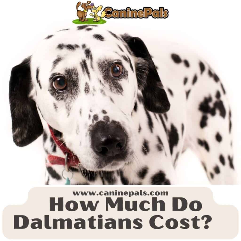 How Much Are Dalmatian Dogs? Costs Involved In Owning One Canine Pals
