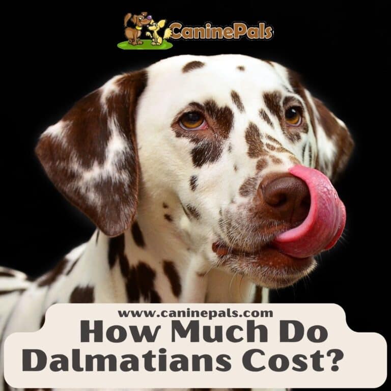 How Much Do Dalmatians Cost? Costs Involved In Owning One Canine Pals