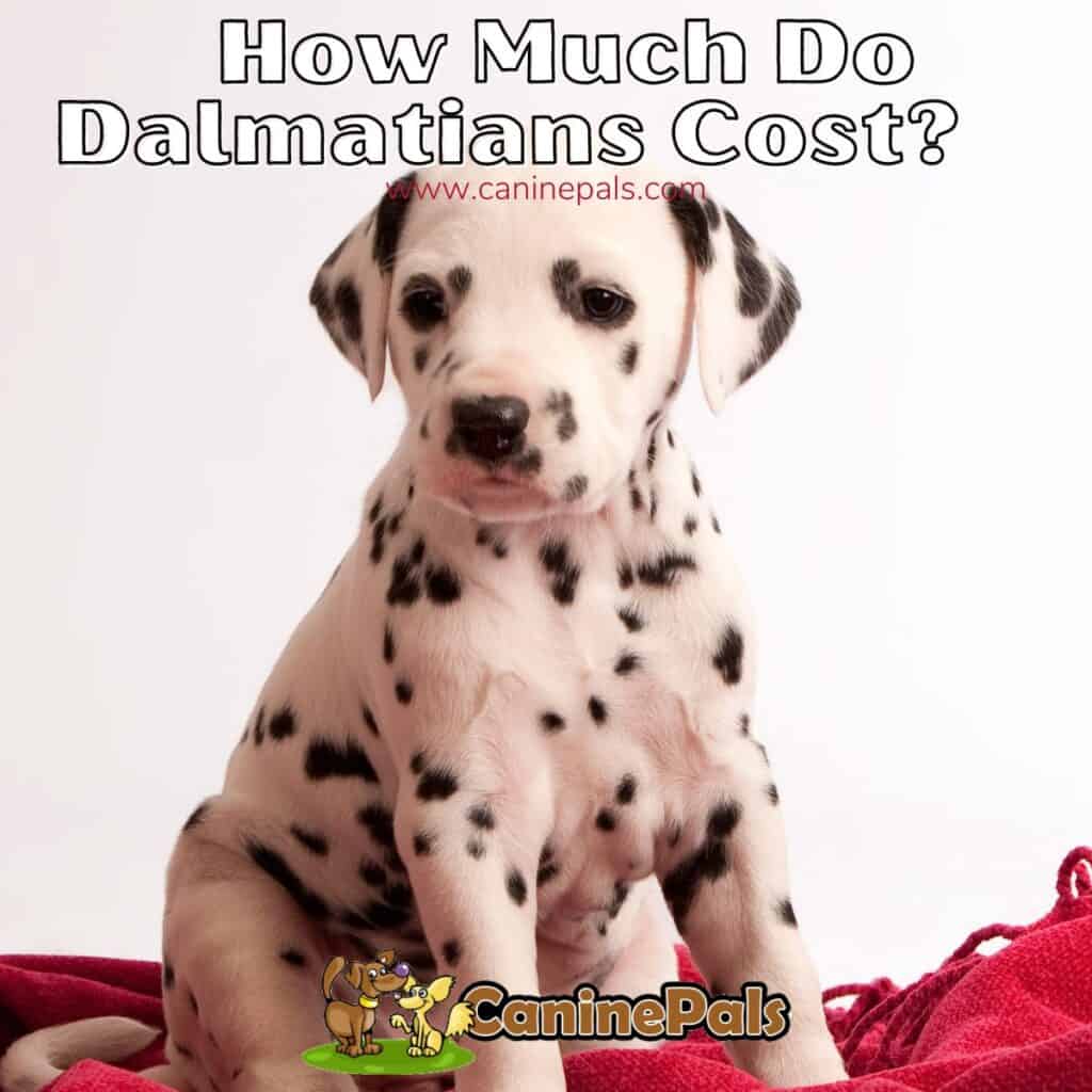 How Much Are Dalmatian Dogs? Costs Involved In Owning One Canine Pals