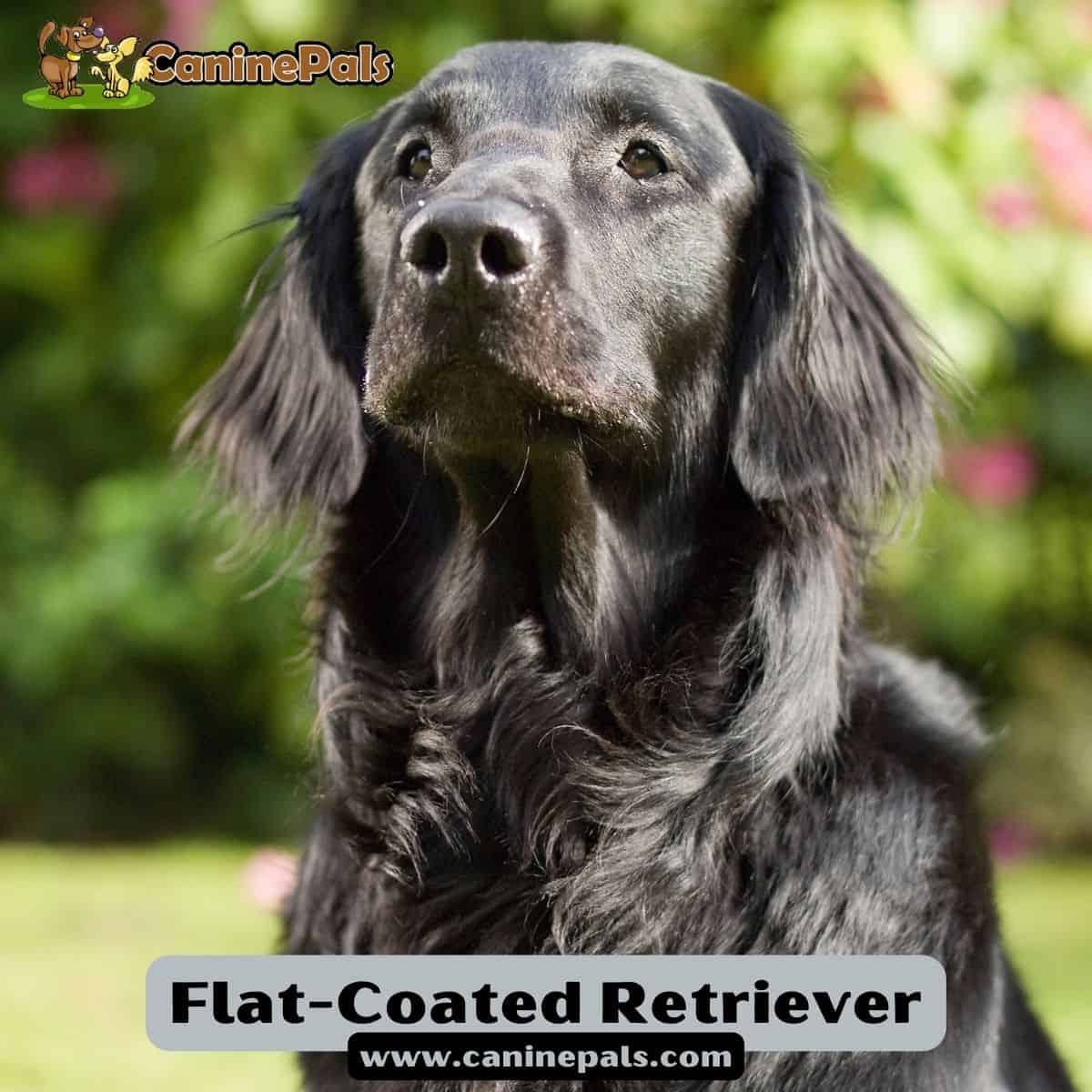 Flat-Coated Retriever