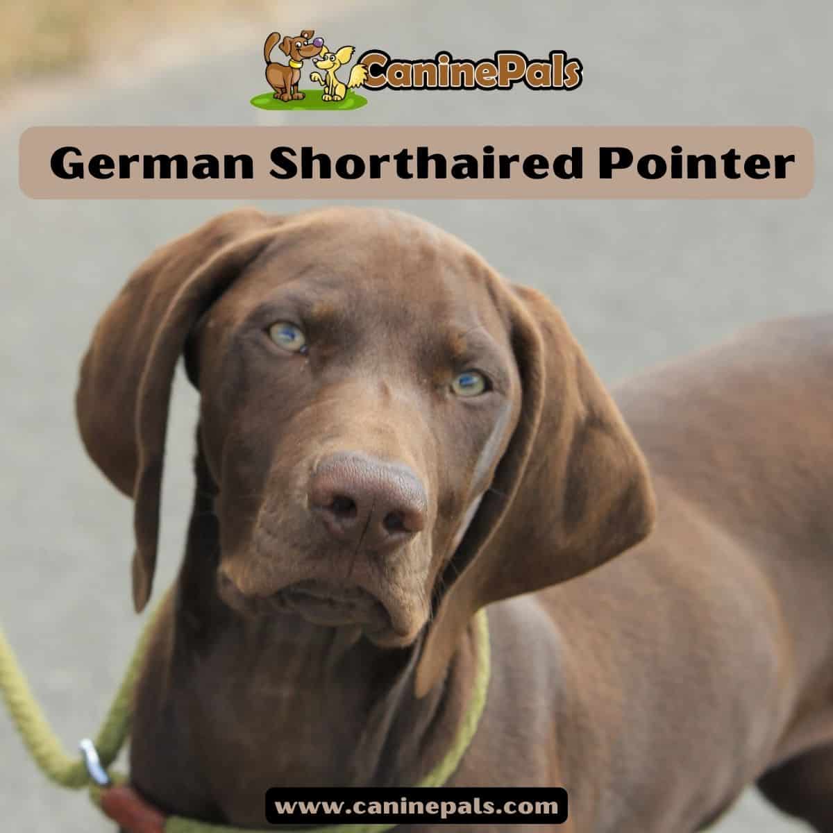 German Shorthaired Pointer