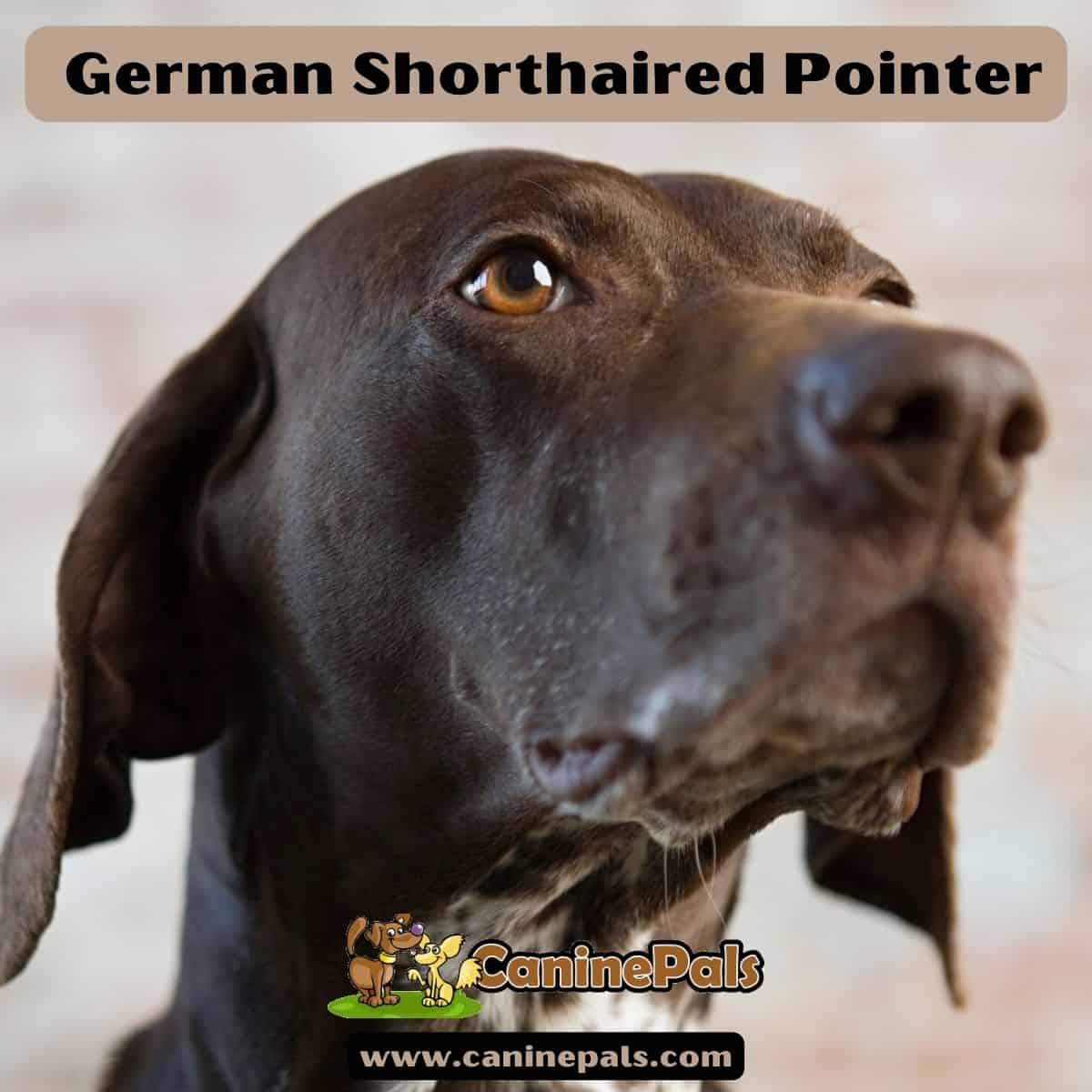 German Shorthaired Pointer