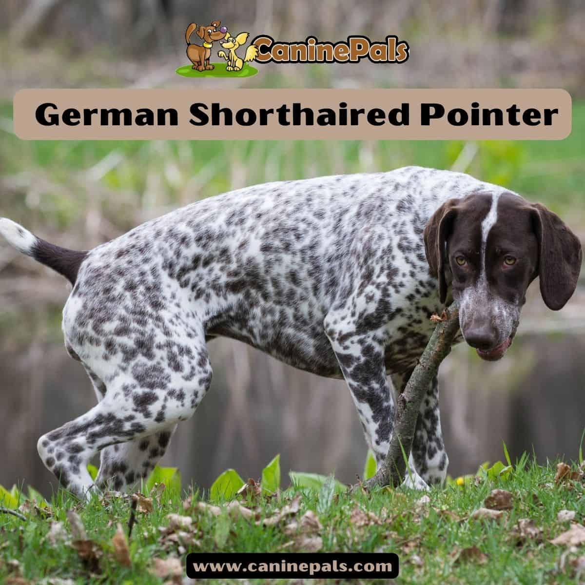 German Shorthaired Pointer