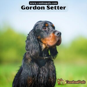 Gordon Setter