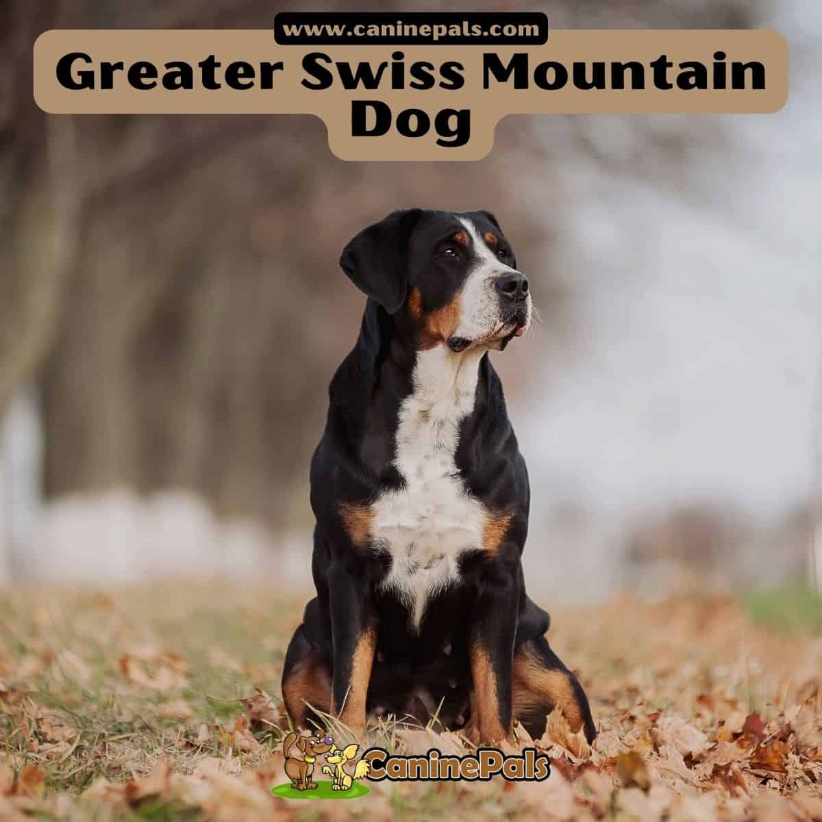 Greater Swiss Mountain Dog