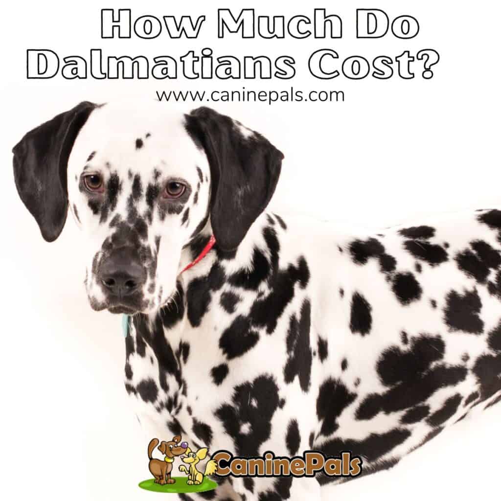 How Much Are Dalmatian Dogs? Costs Involved In Owning One Canine Pals