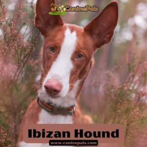 Ibizan Hound