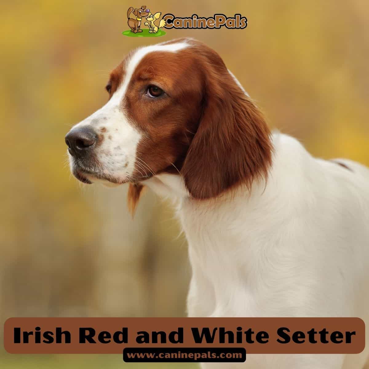 Irish Red and White Setter