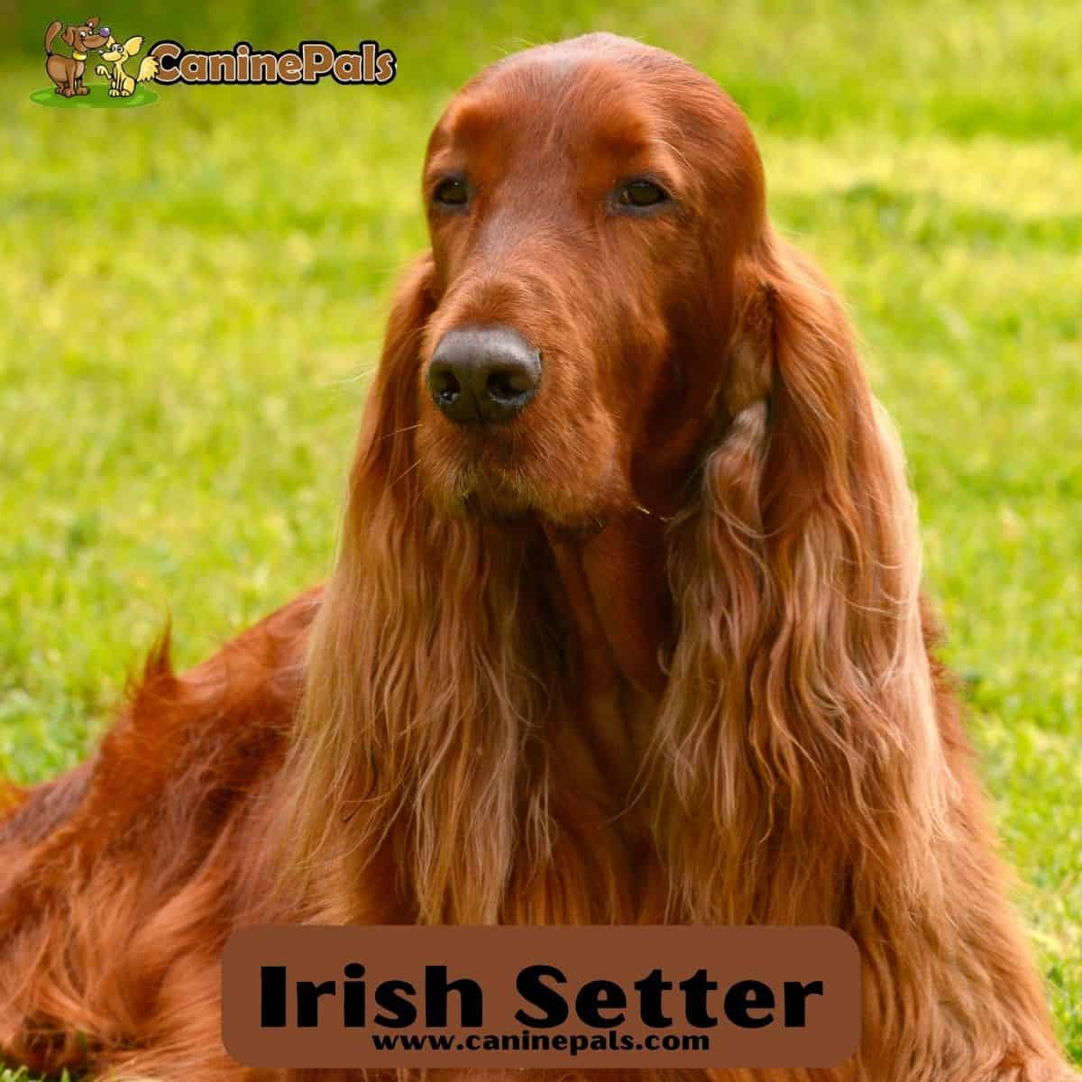 Irish Setter