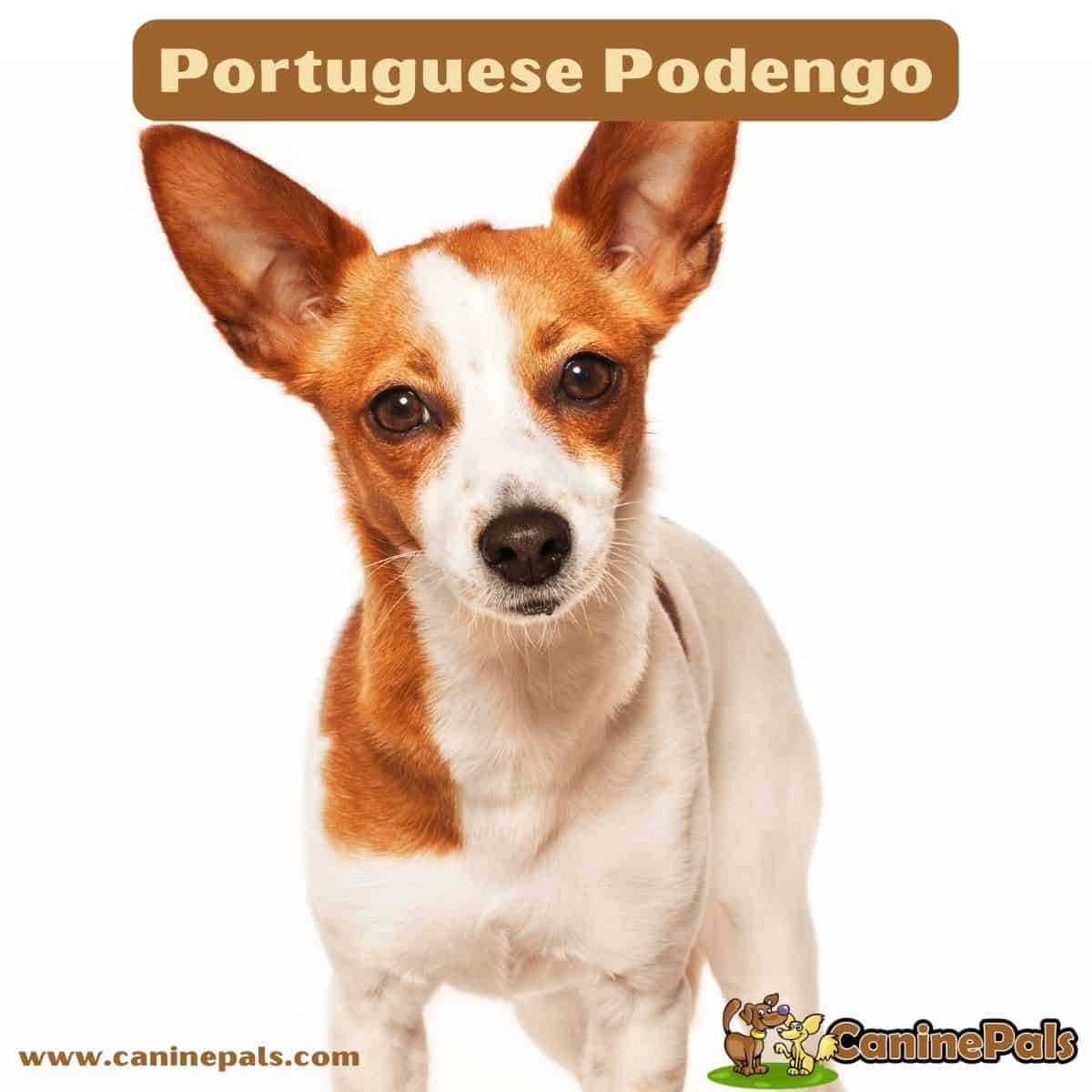 Portuguese Podengo