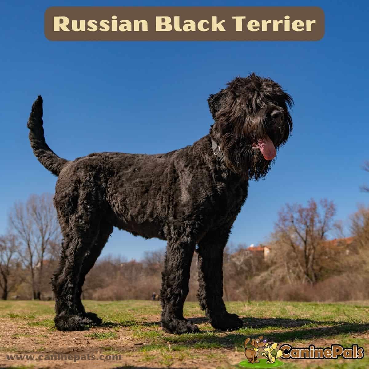 Russian Black Terrier