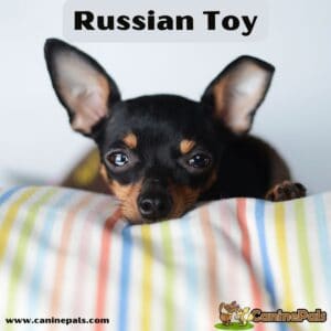 Russian Toy
