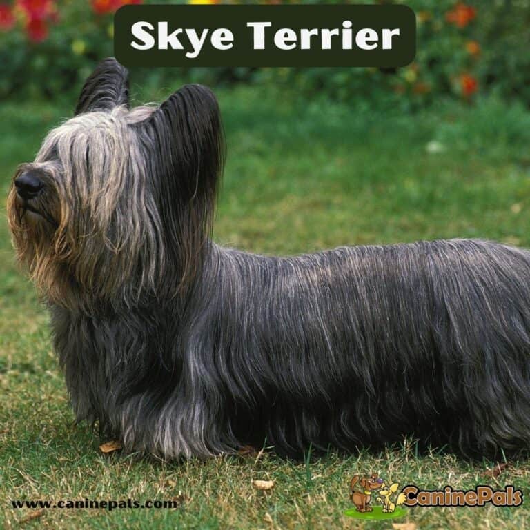 Skye Terrier Canine Pals