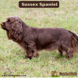 Sussex Spaniel