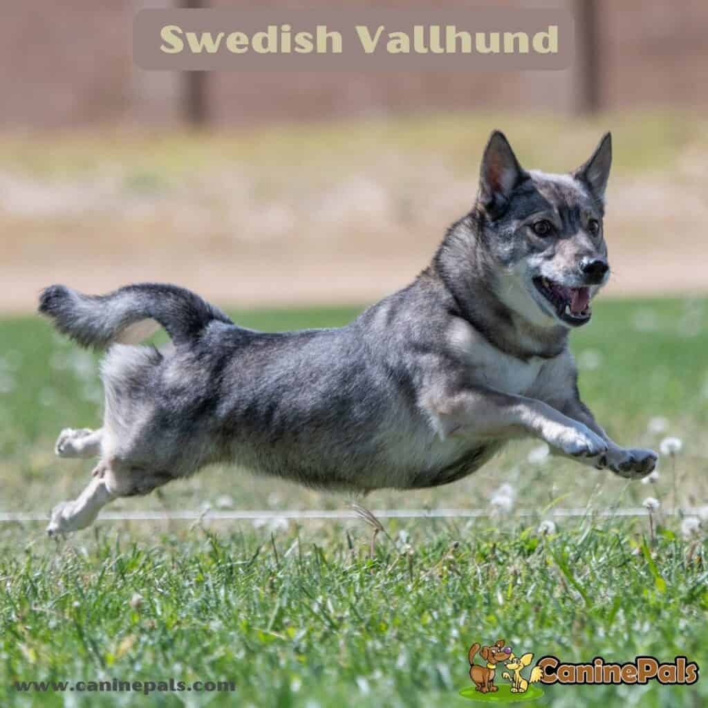 Swedish Vallhund Canine Pals
