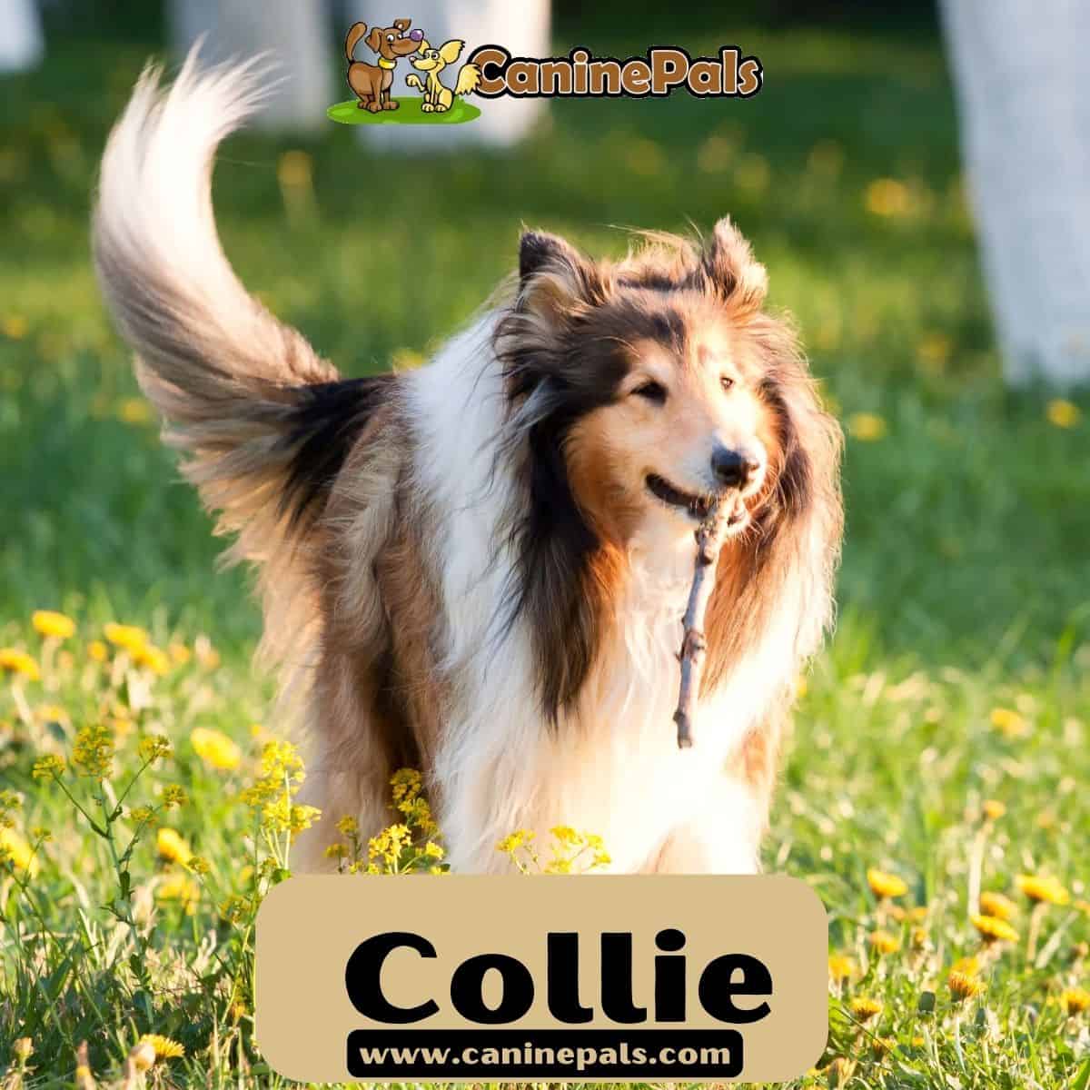Collie Dog