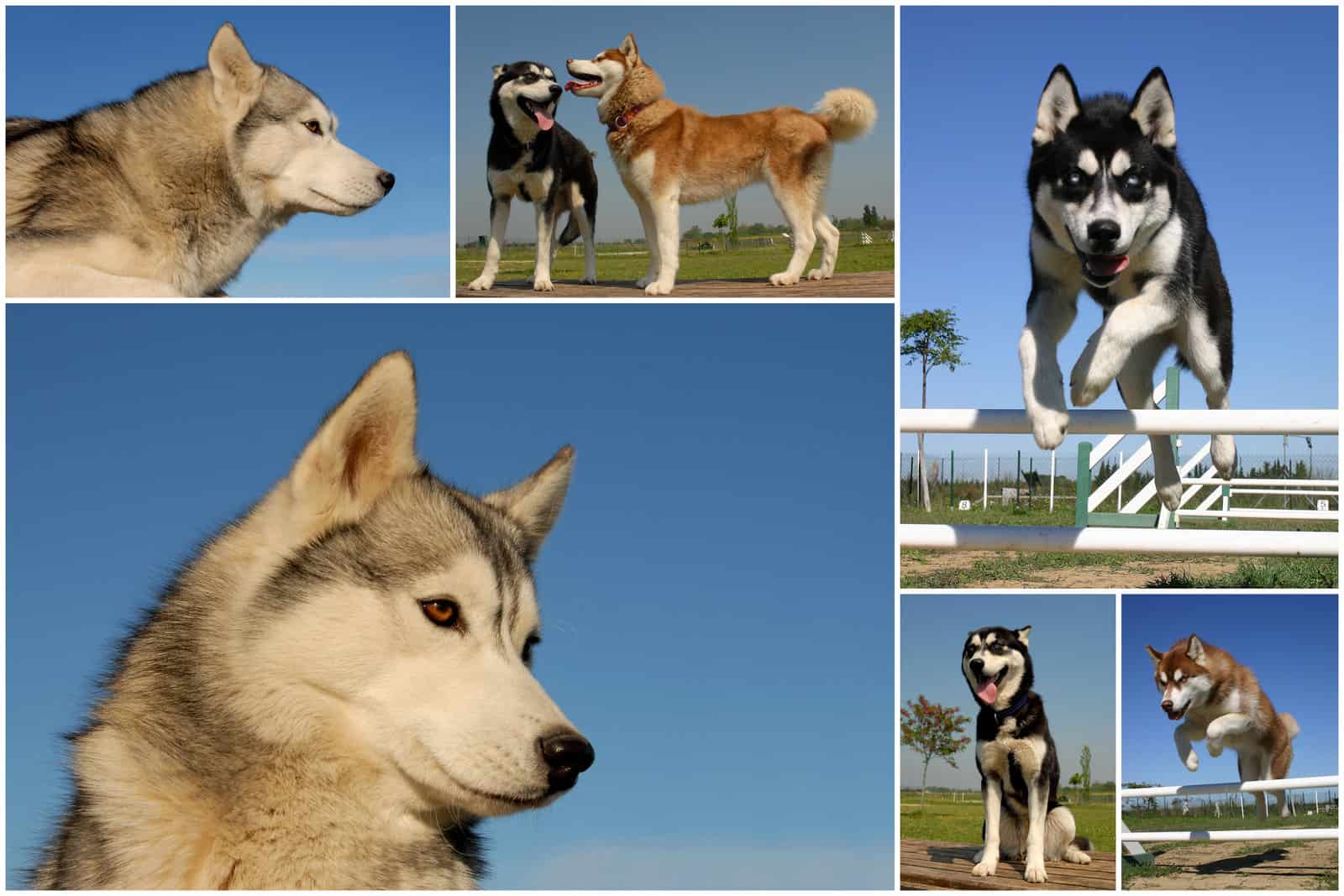 Siberian Huskies