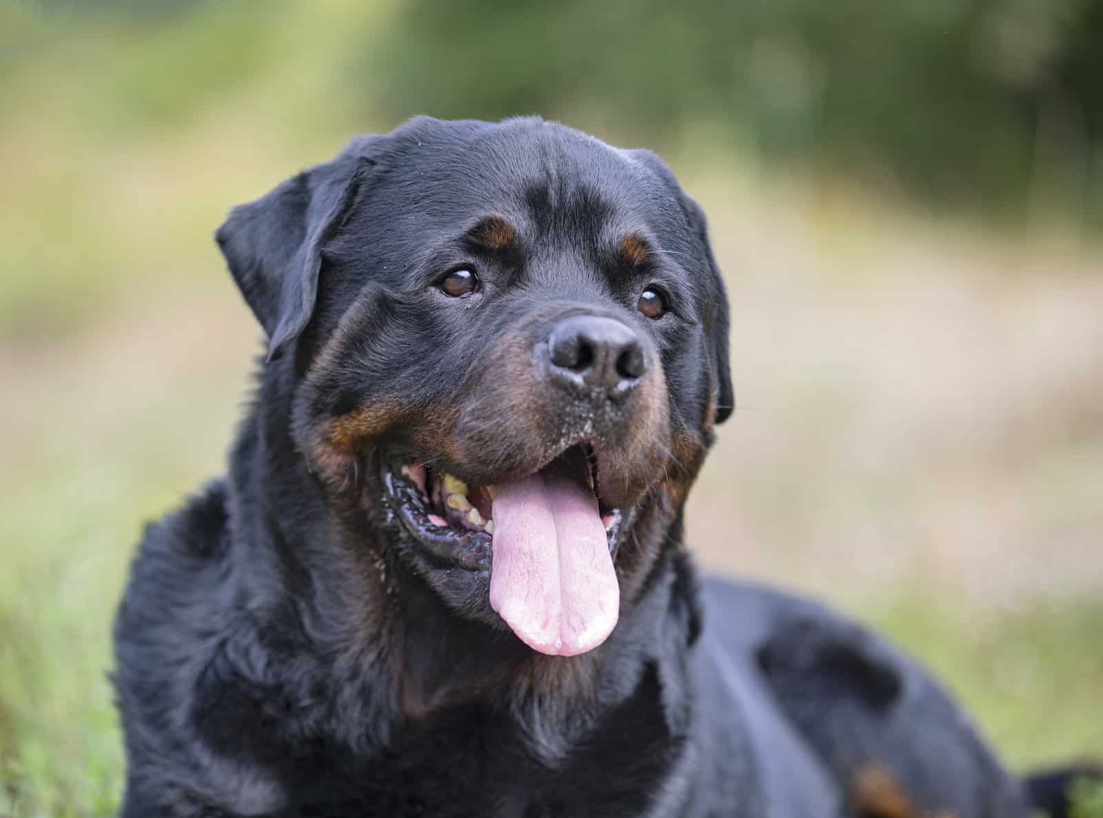 Rottweiler Dog