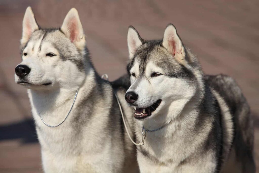 When do Siberian Huskies Stop Growing? Complete Siberian Husky Details Canine Pals