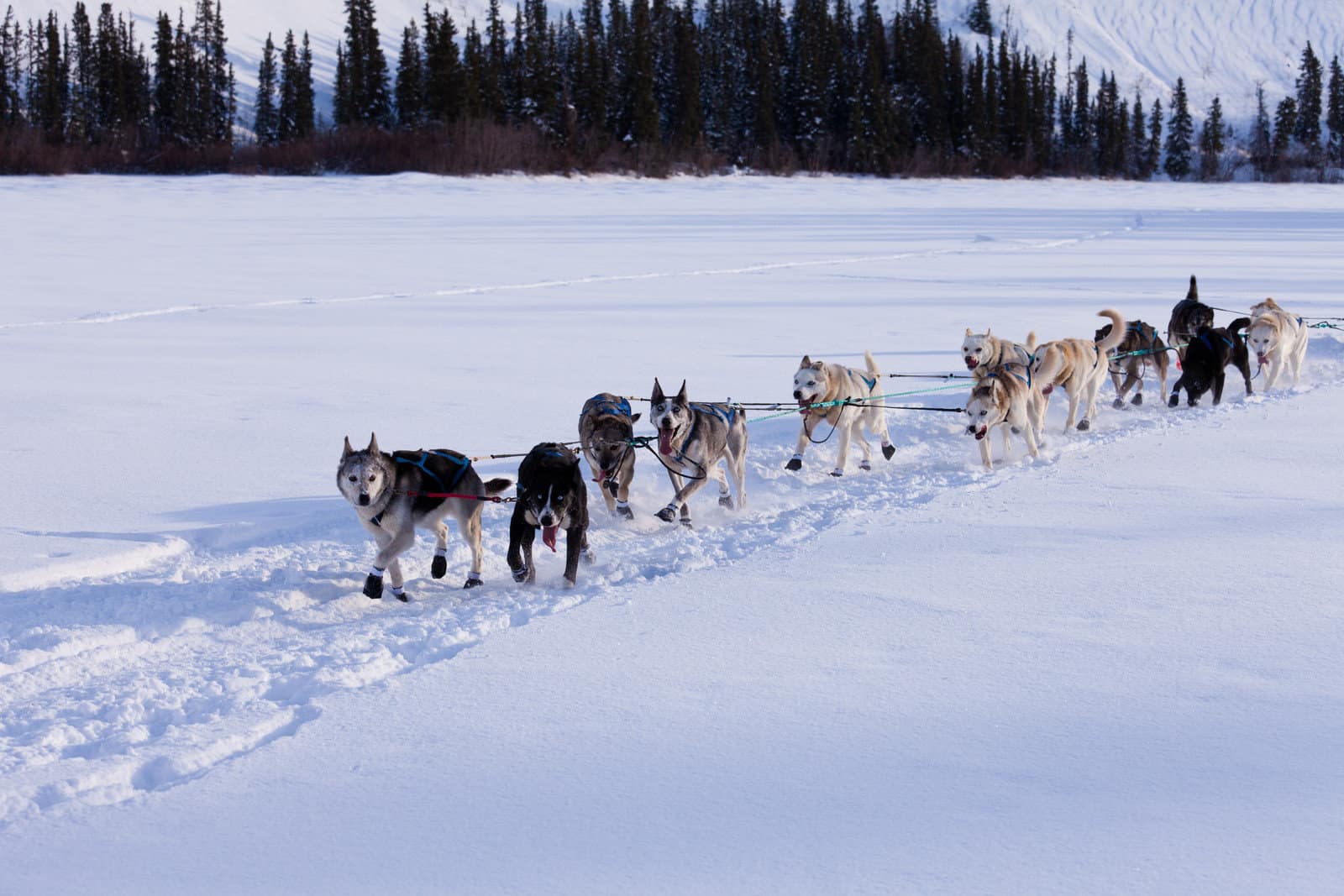 Siberian Huskies Out Mushing