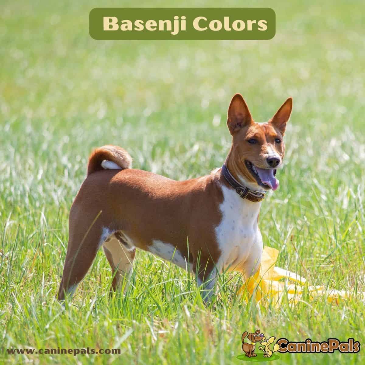 Basenji Colors