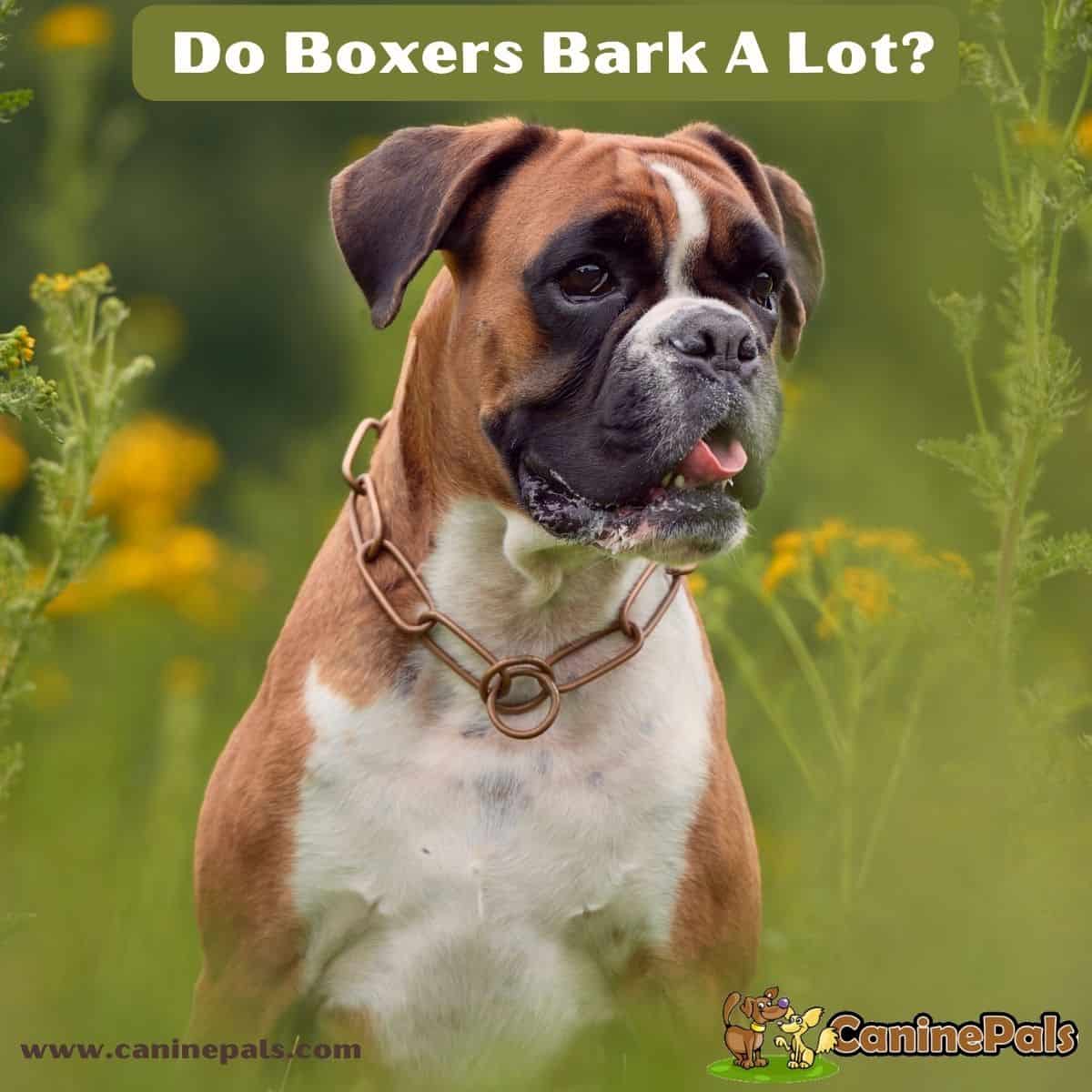 Do Boxers Bark A Lot