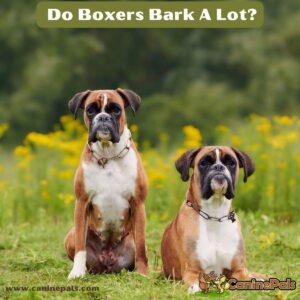 Do Boxers Bark A Lot