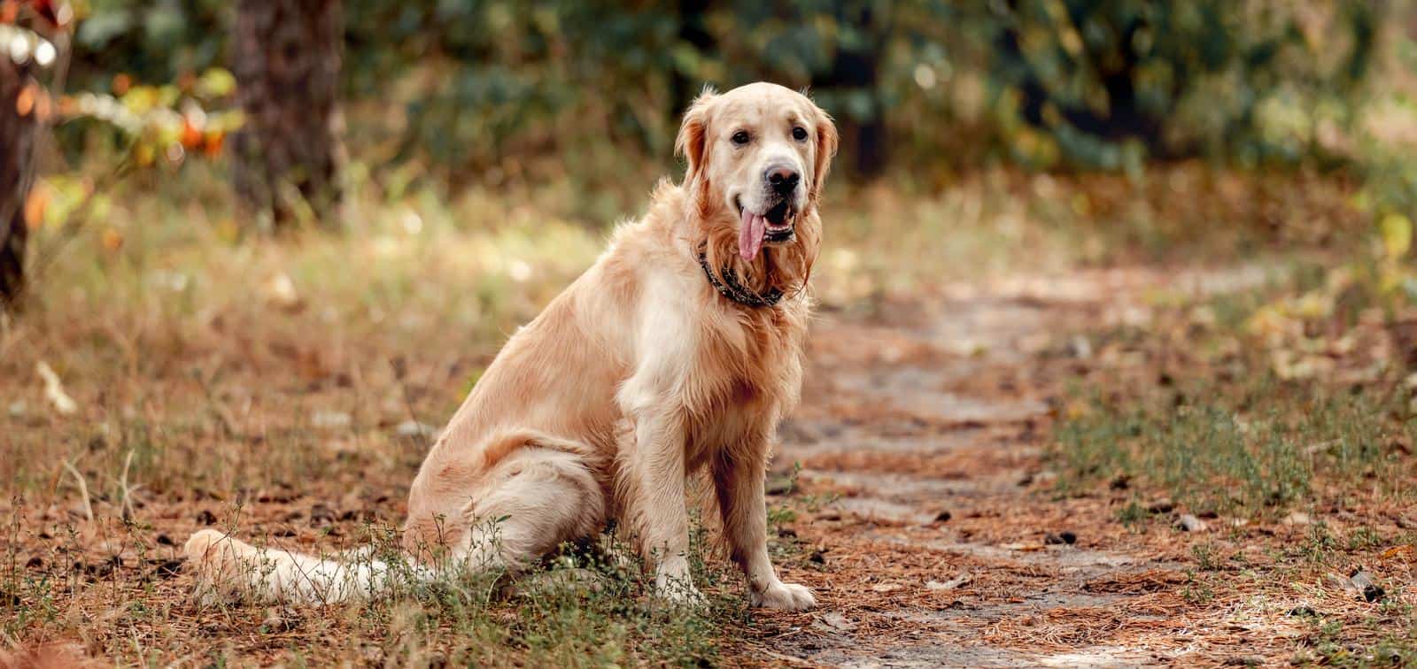 Golden Retriever Dog 