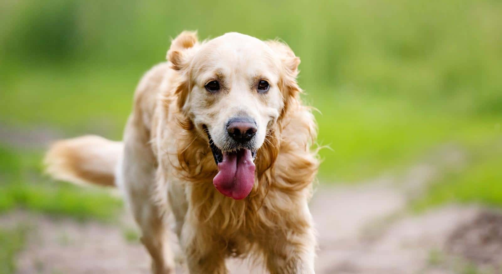 Golden Retriever Dog 