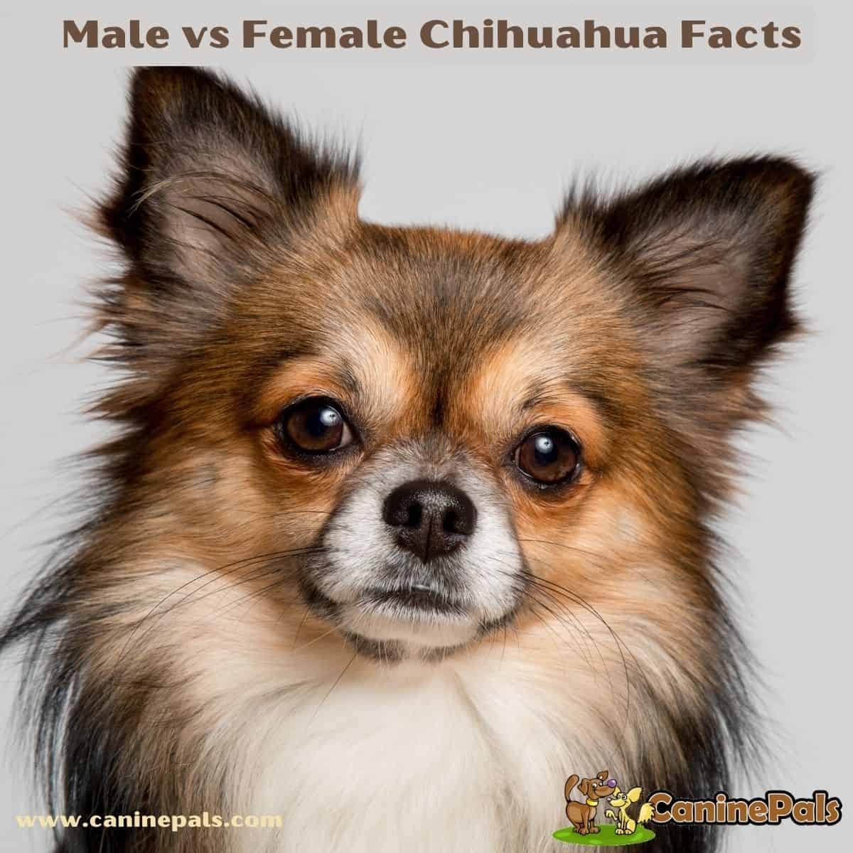 Male vs Female Chihuahua Facts Explained in Detail - Canine Pals