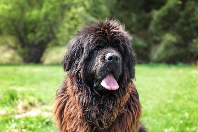 Complete Details How Much Does a Newfoundland Cost? Canine Pals