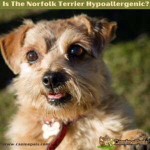 Is The Norfolk Terrier Hypoallergenic