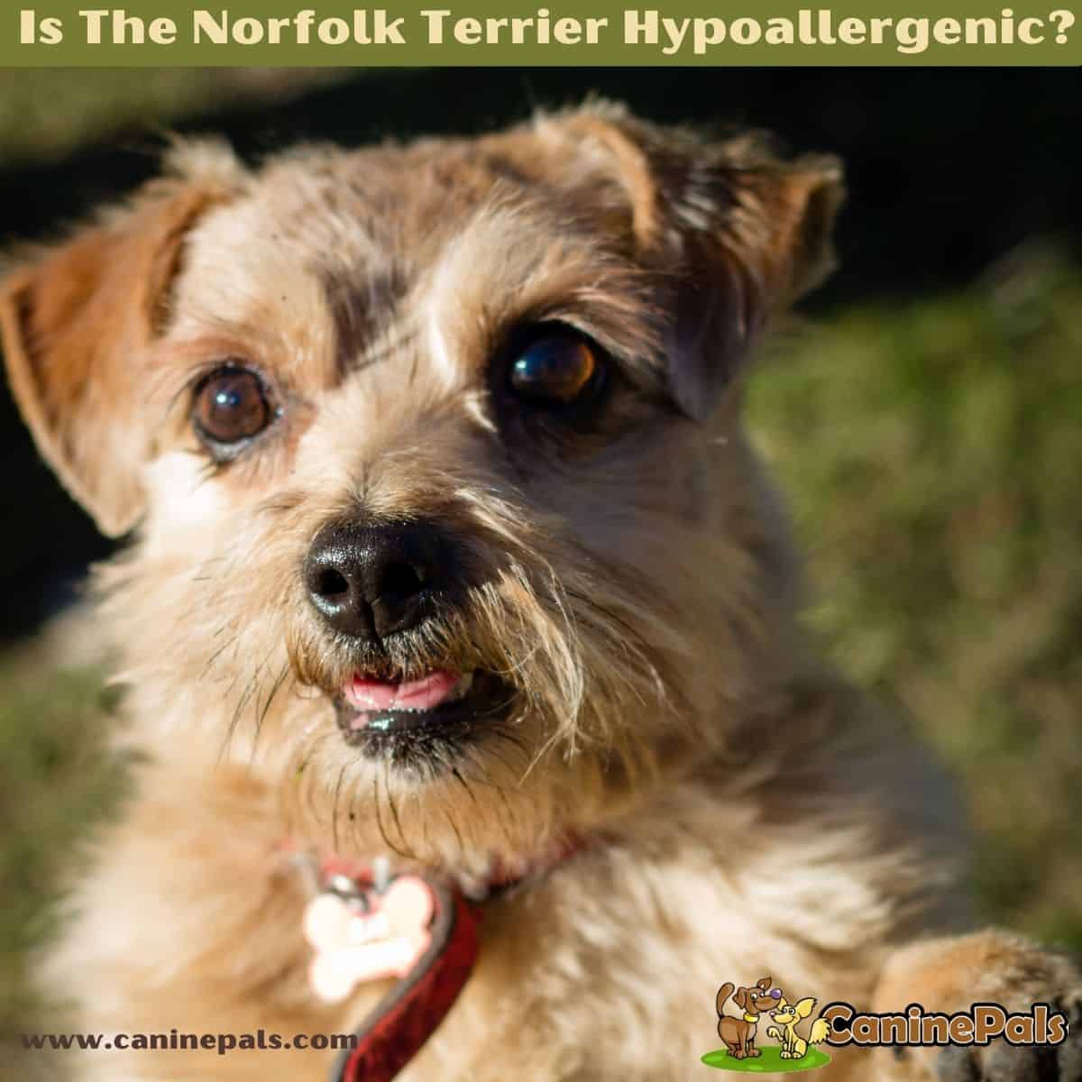 are norfolk terrier hypoallergenic