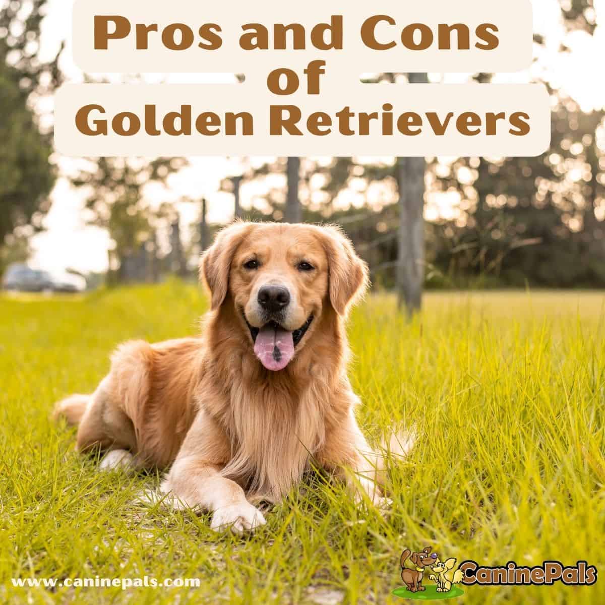 Pros and Cons of Golden Retrievers