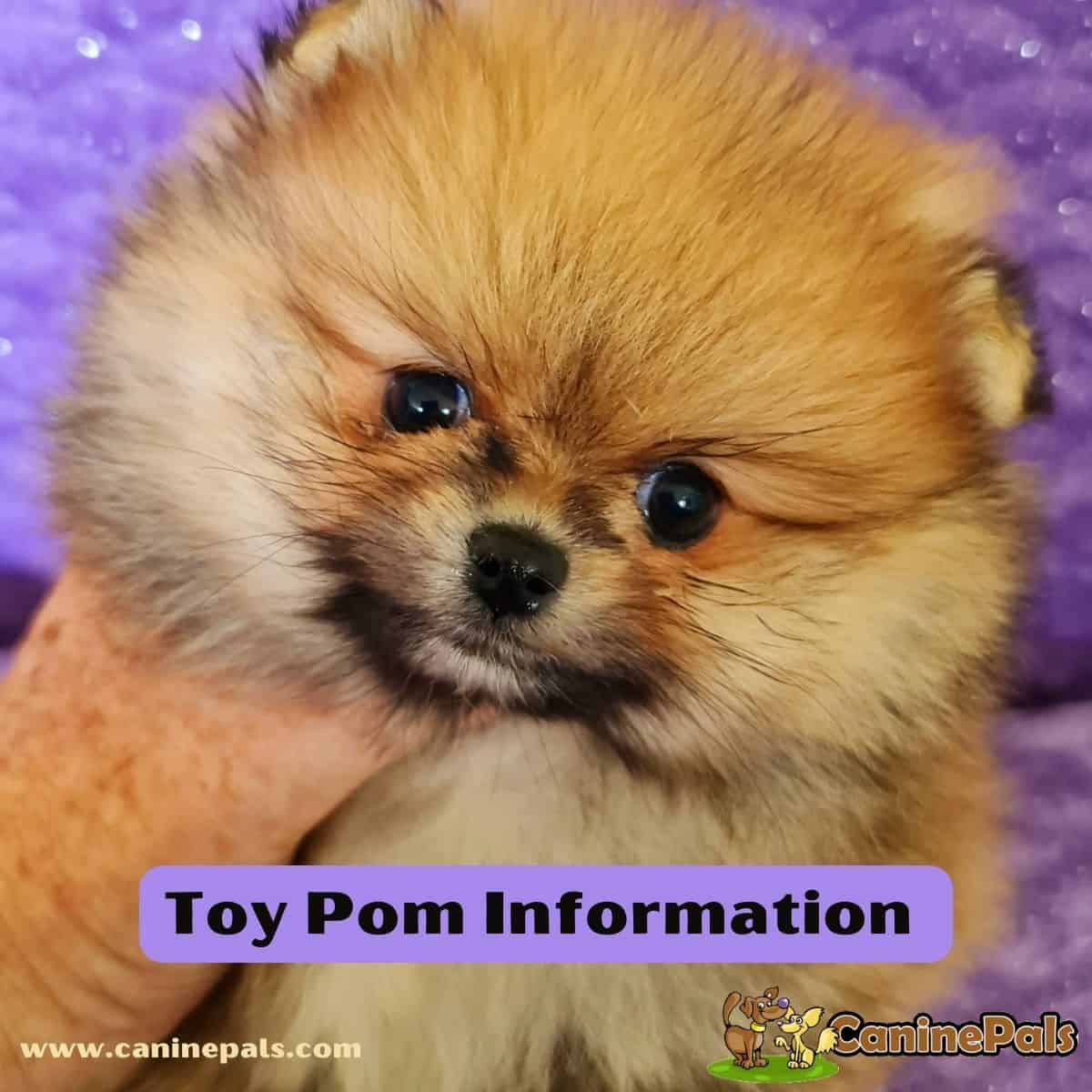 Toy Pom Information 