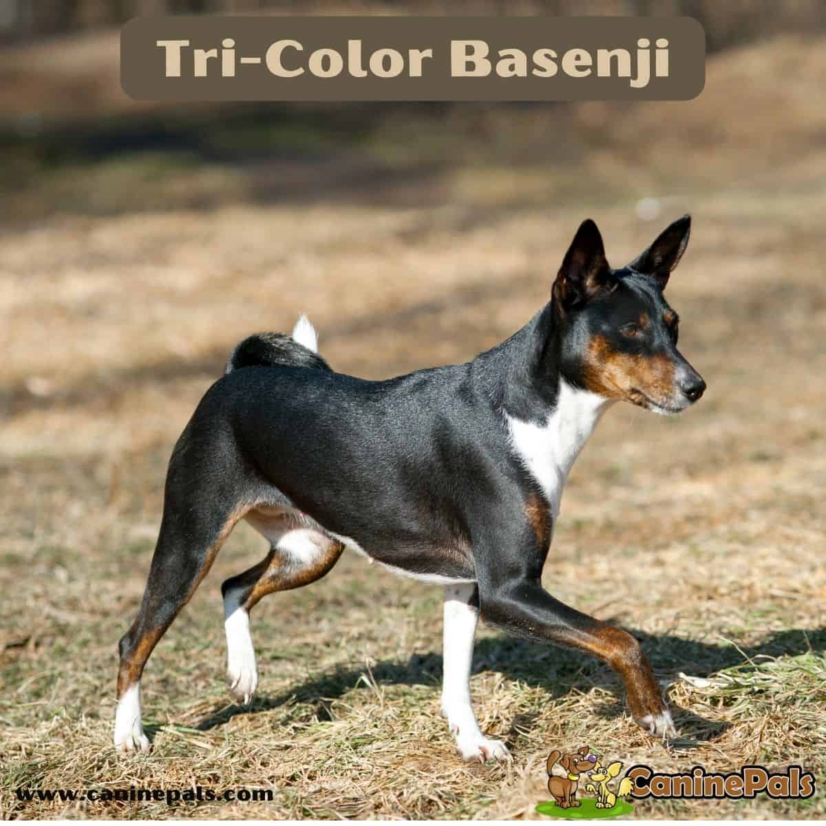 Tri Color Basenji