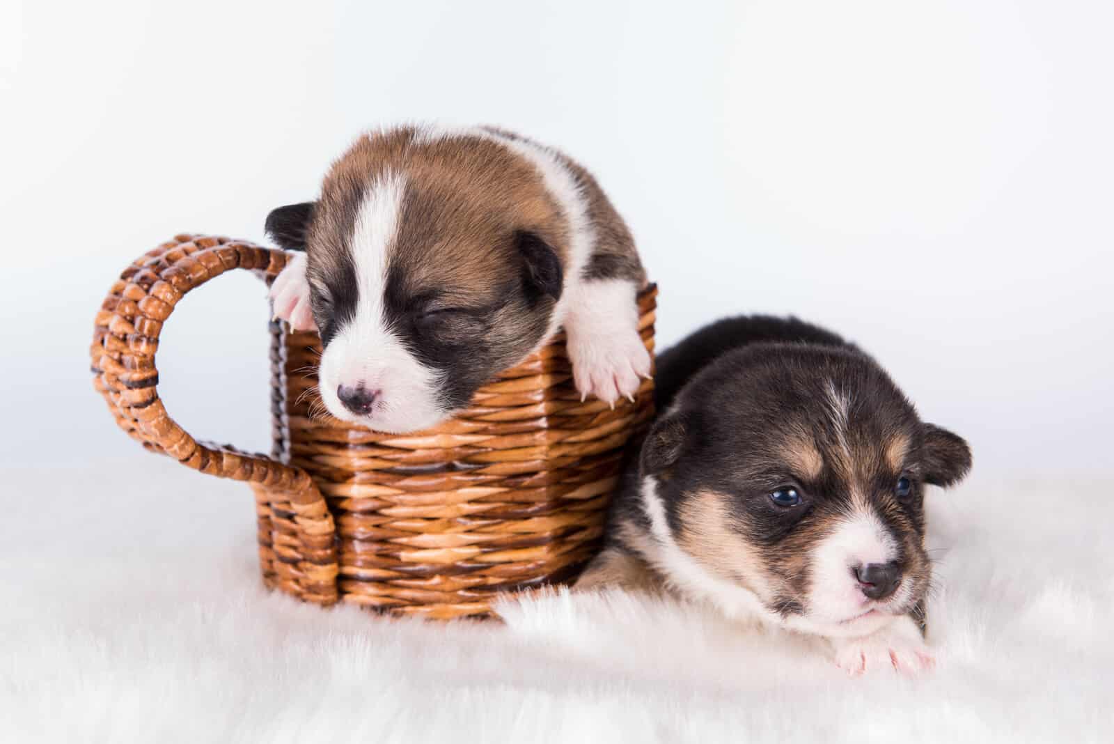 Two Pembroke Welsh Corgi Puppies 