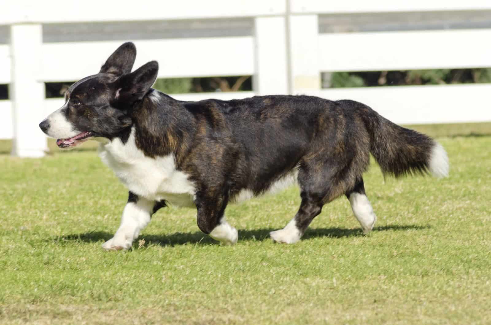 Brindle, Black, Tan and White Welsh Corgi Cardigan Dog 