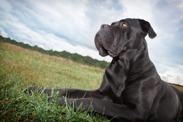 Cane Corso Male vs Female Explained in Detail - Canine Pals