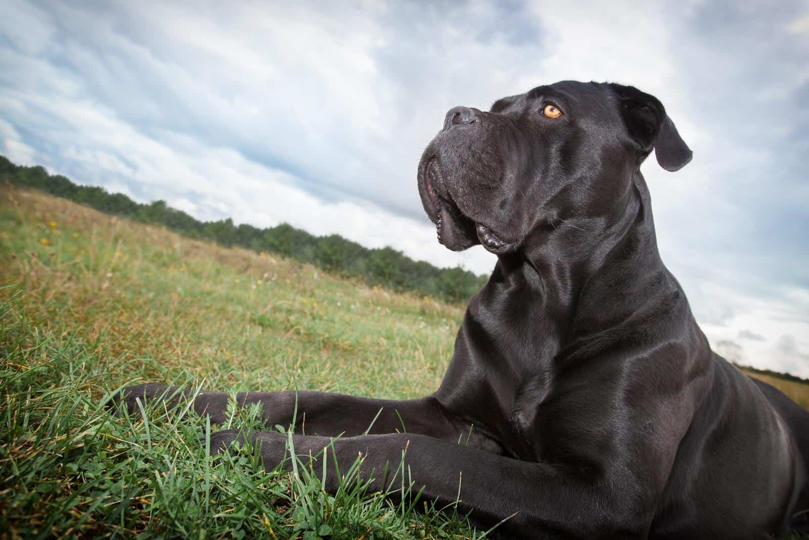 Cane Corso Dog