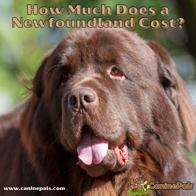 Complete Details How Much Does a Newfoundland Cost? Canine Pals