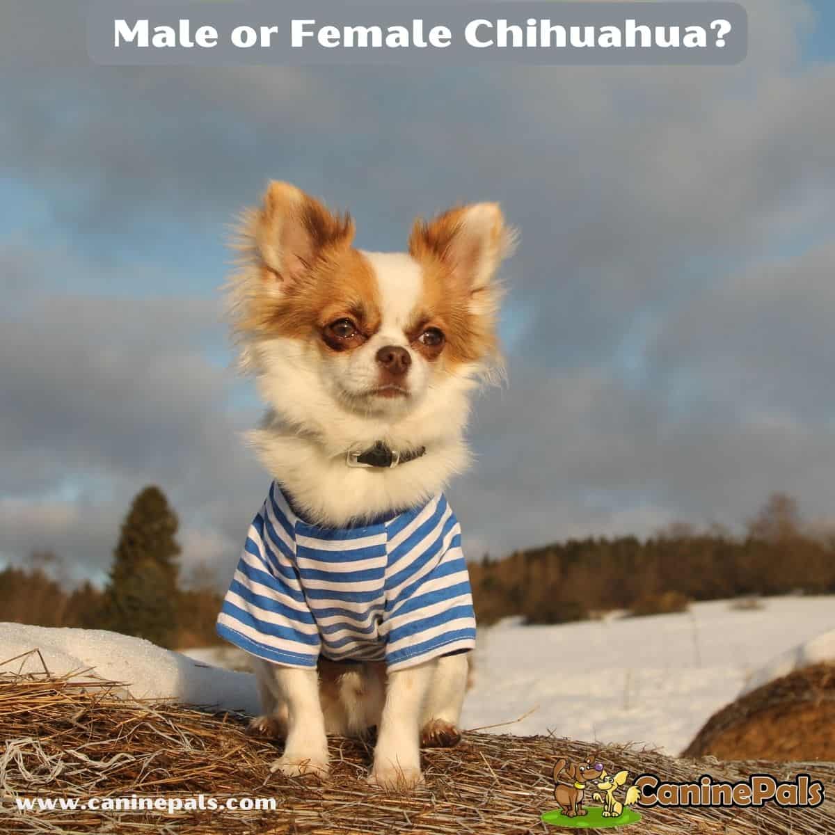 will two male chihuahuas get along