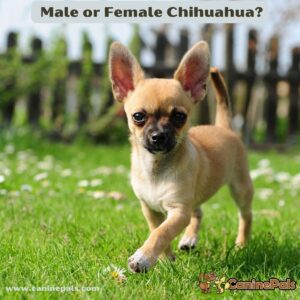 Male or Female Chihuahua
